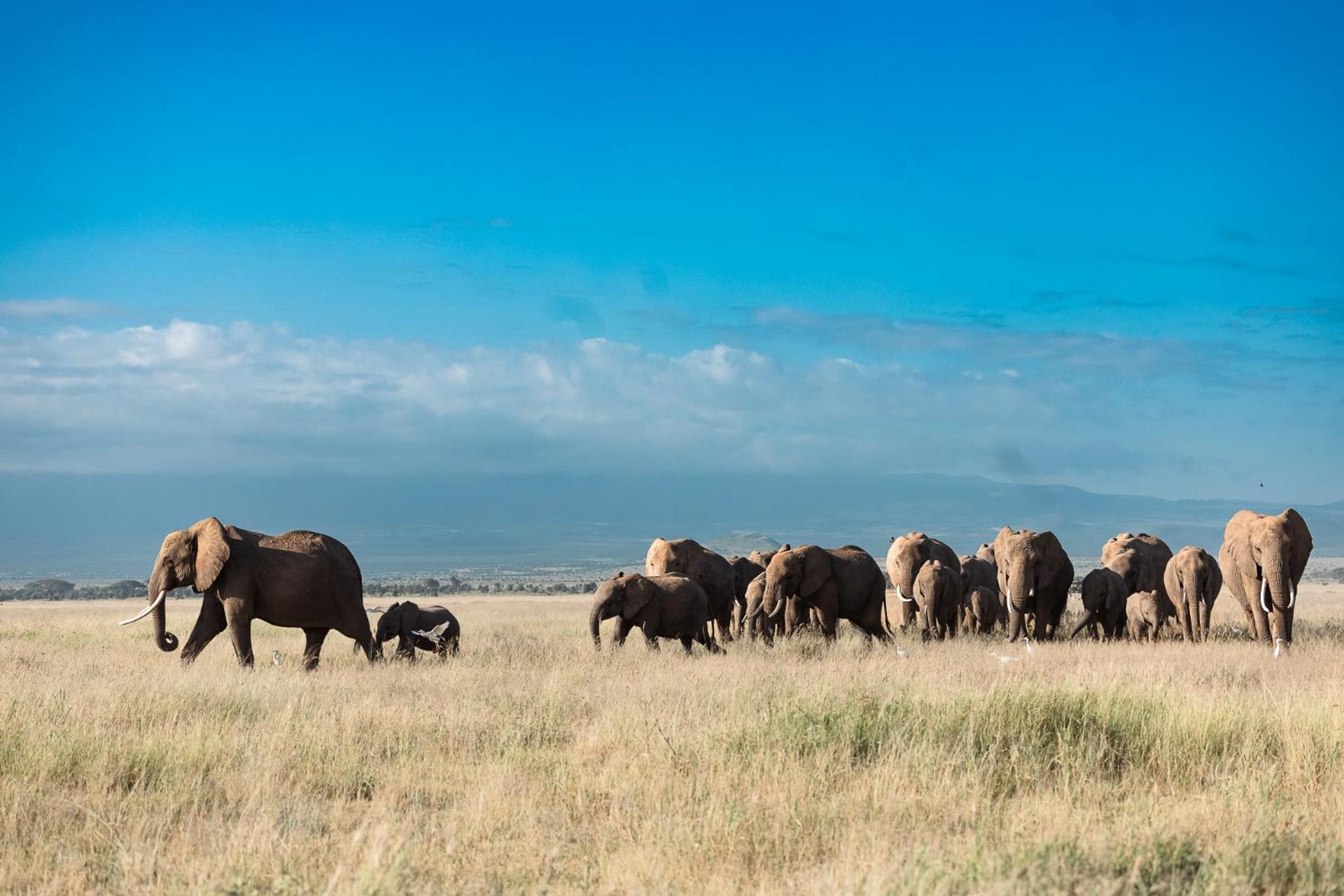 Amboseli Glass House Oloitokitok Eksteriør bilde