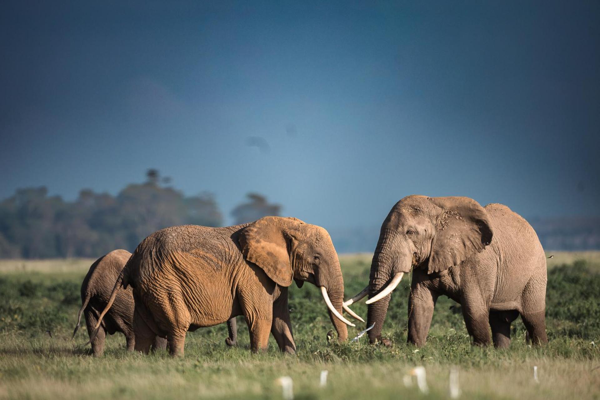 Amboseli Glass House Oloitokitok Eksteriør bilde