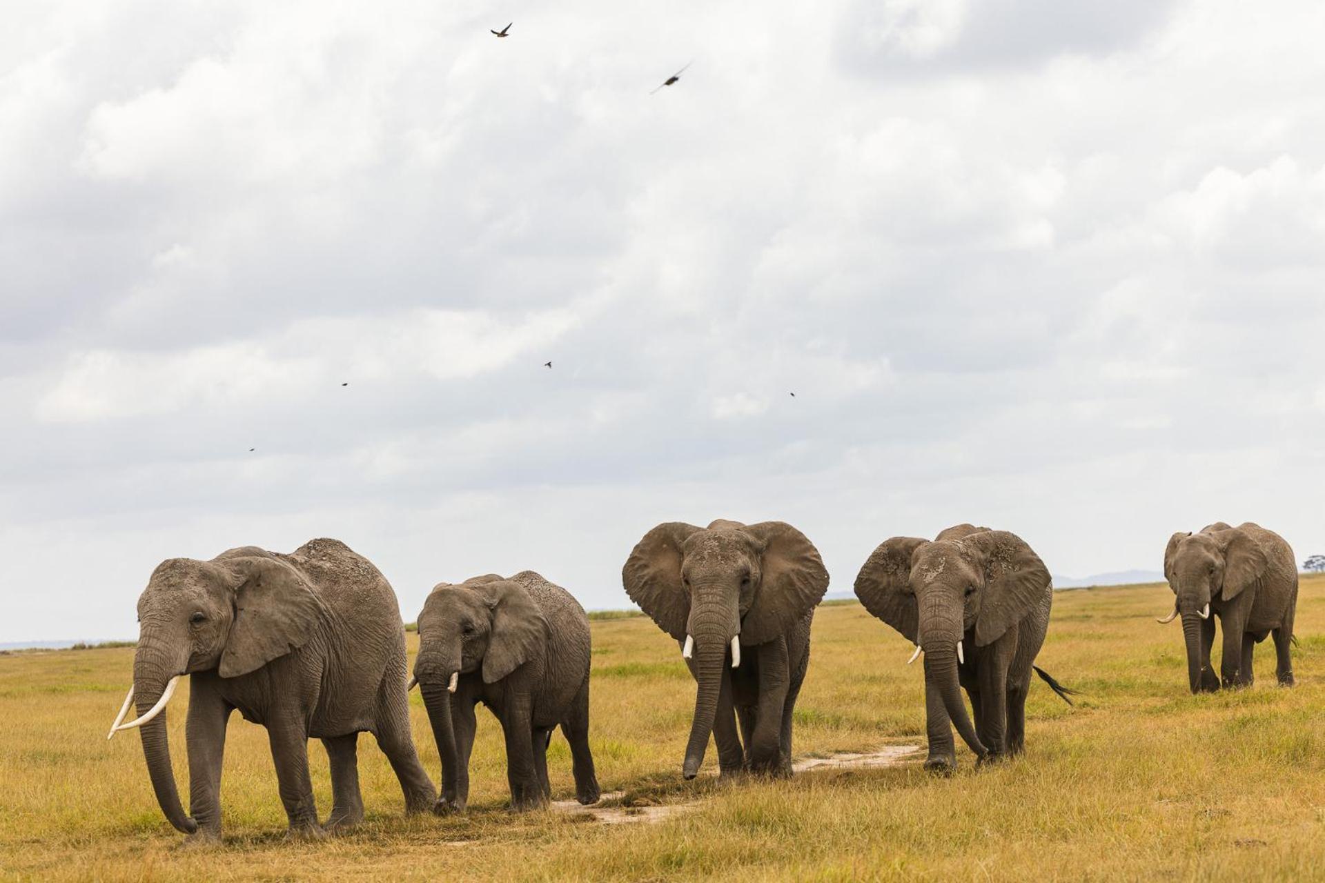 Amboseli Glass House Oloitokitok Eksteriør bilde